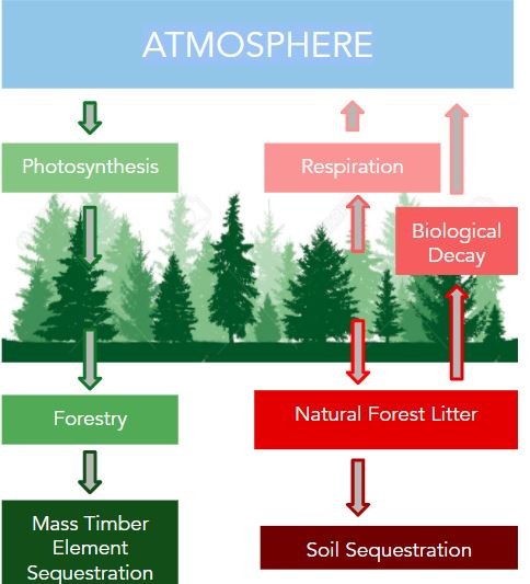 Carbon Cycle