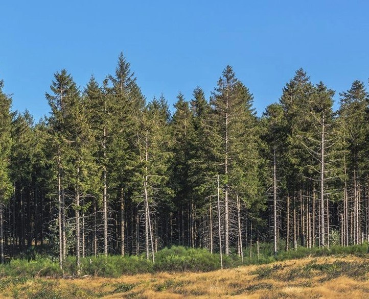 Norway  Spruce Forest